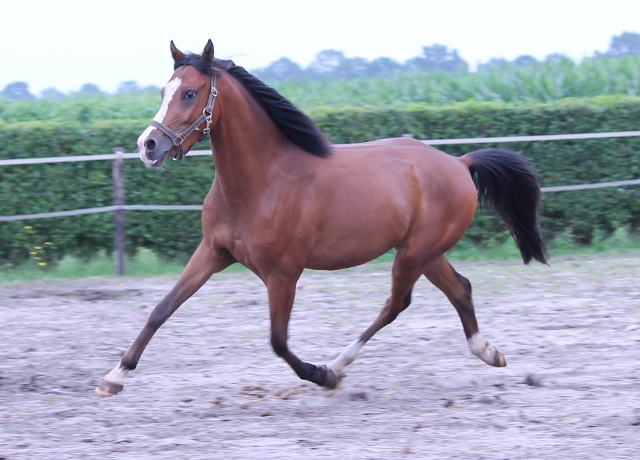 koop: 3 jarige onbeleerde superbewegende D pony Bokt.nl