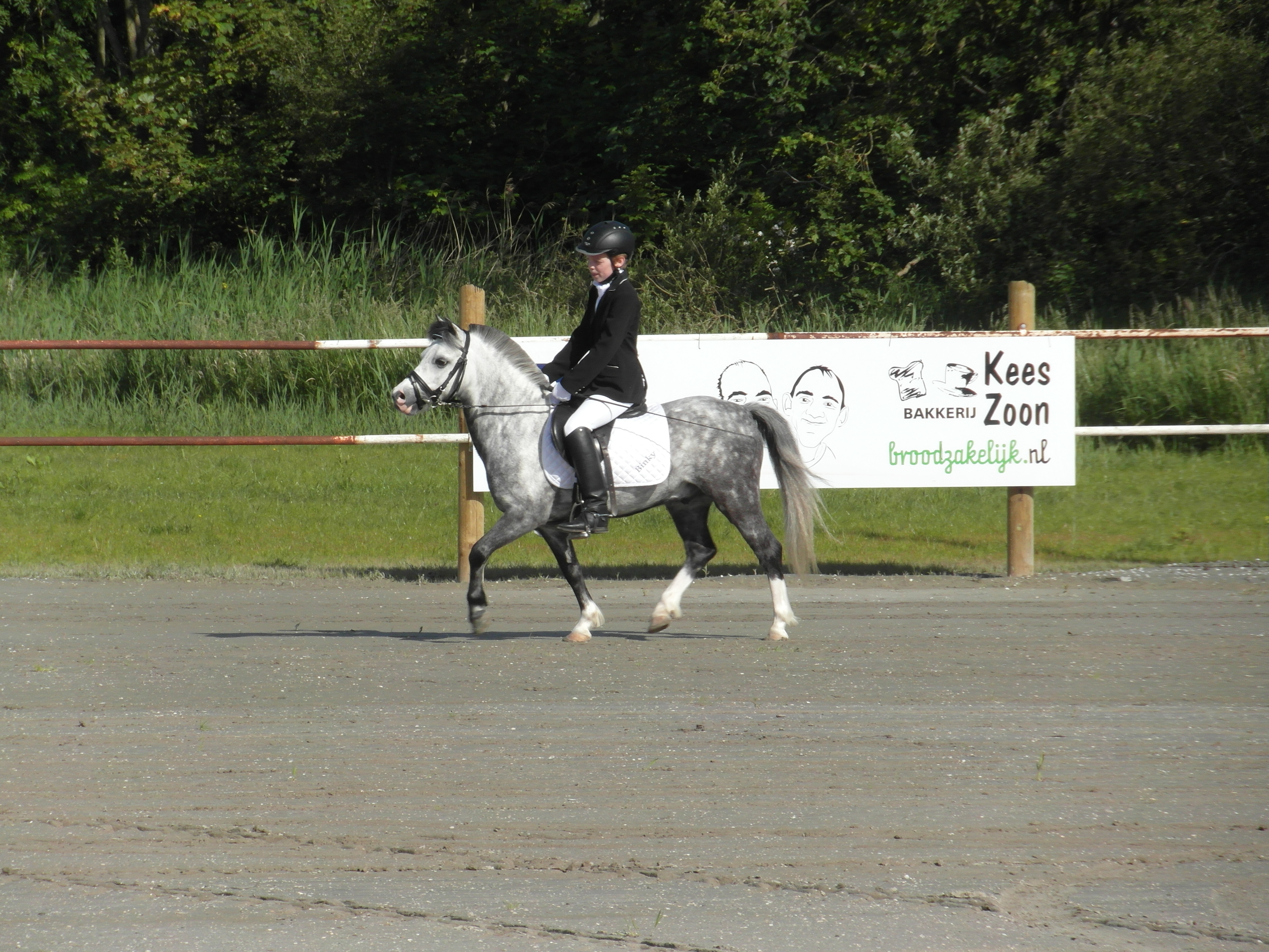 Mooie Welsh B Pony Te Koop | Bokt.nl