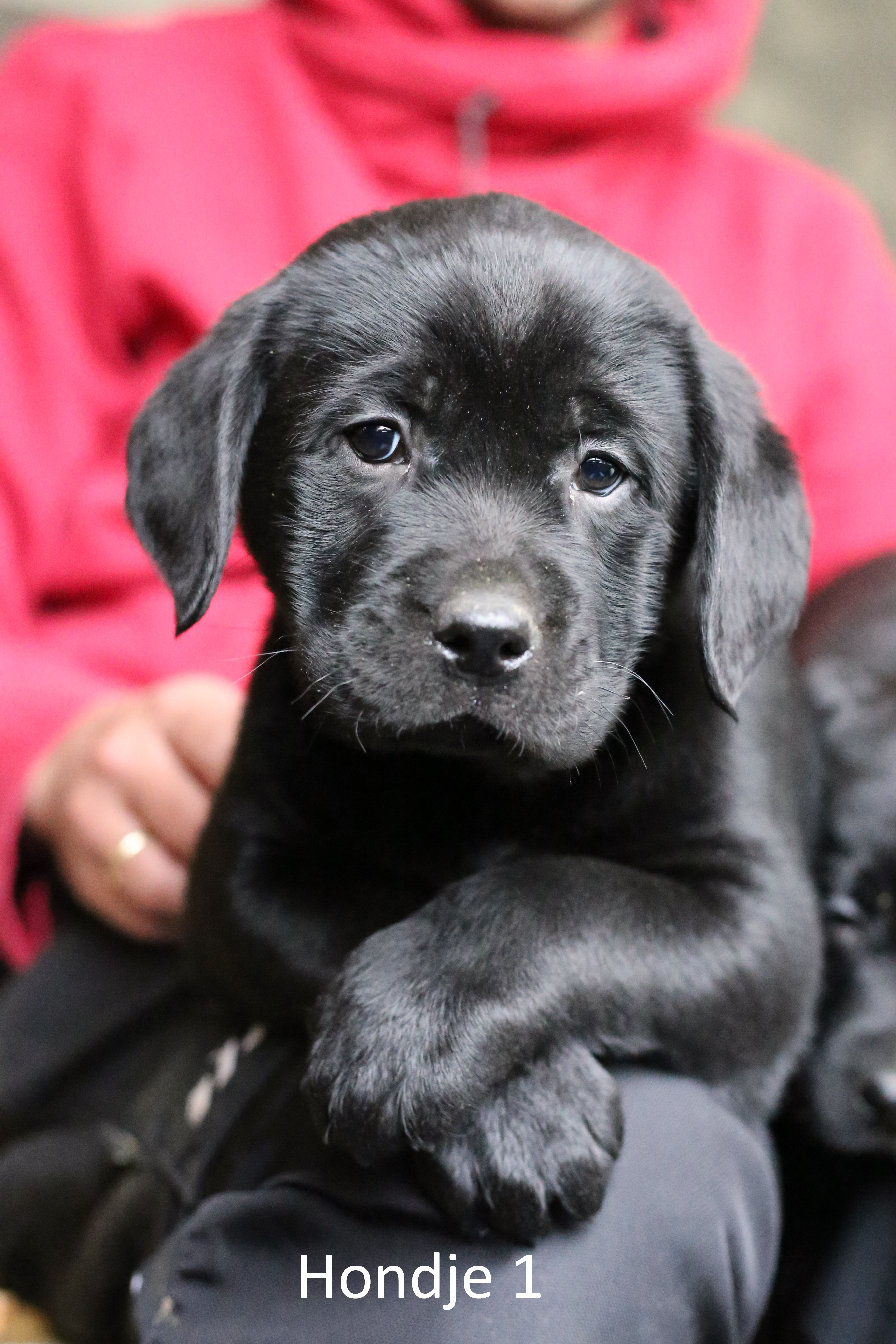 Aannemer slijtage bende Lieve zwarte pup te koop, labrador, reutje, reu, 8 weken oud | Bokt.nl