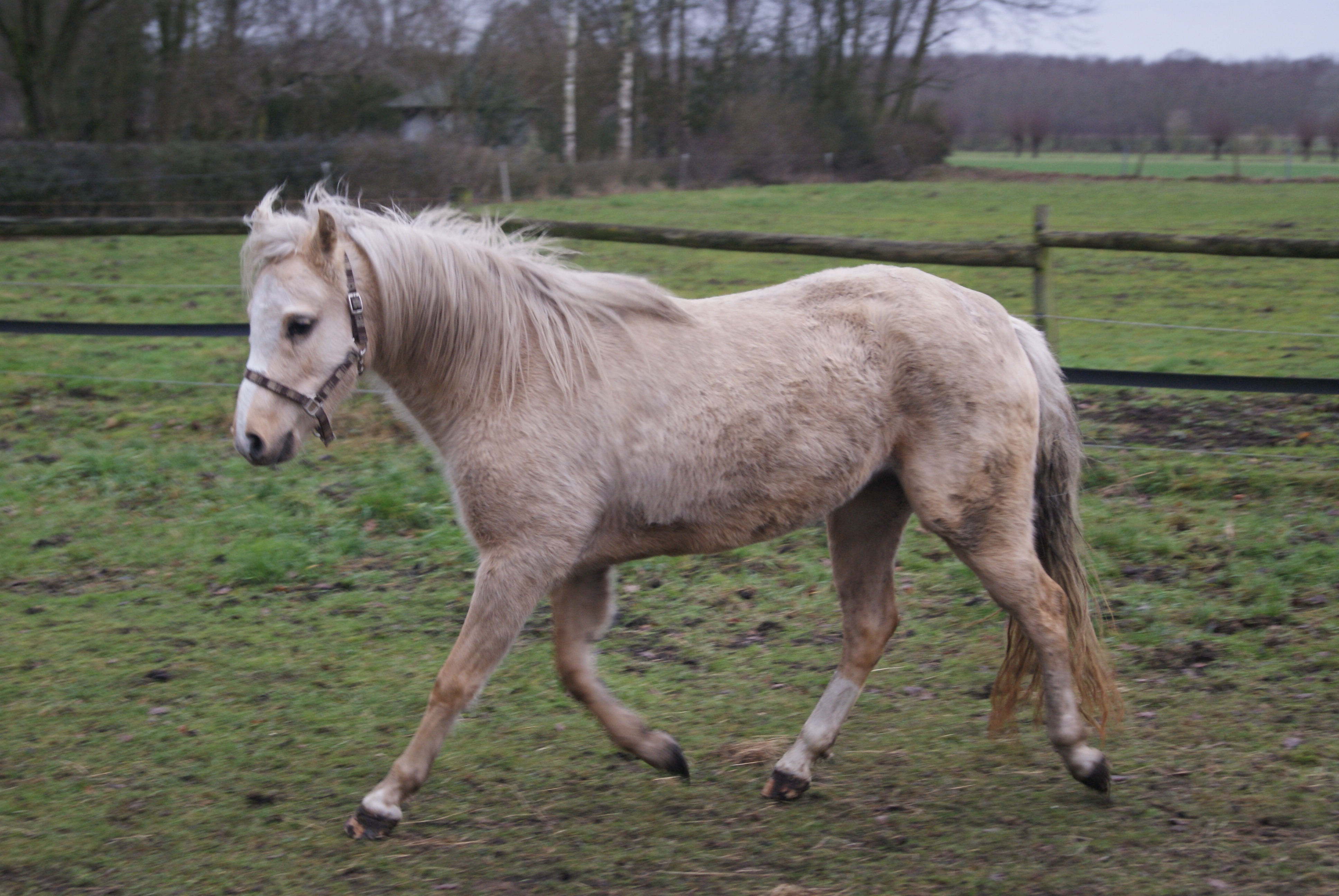 Mooie Welsh B Pony | Bokt.nl