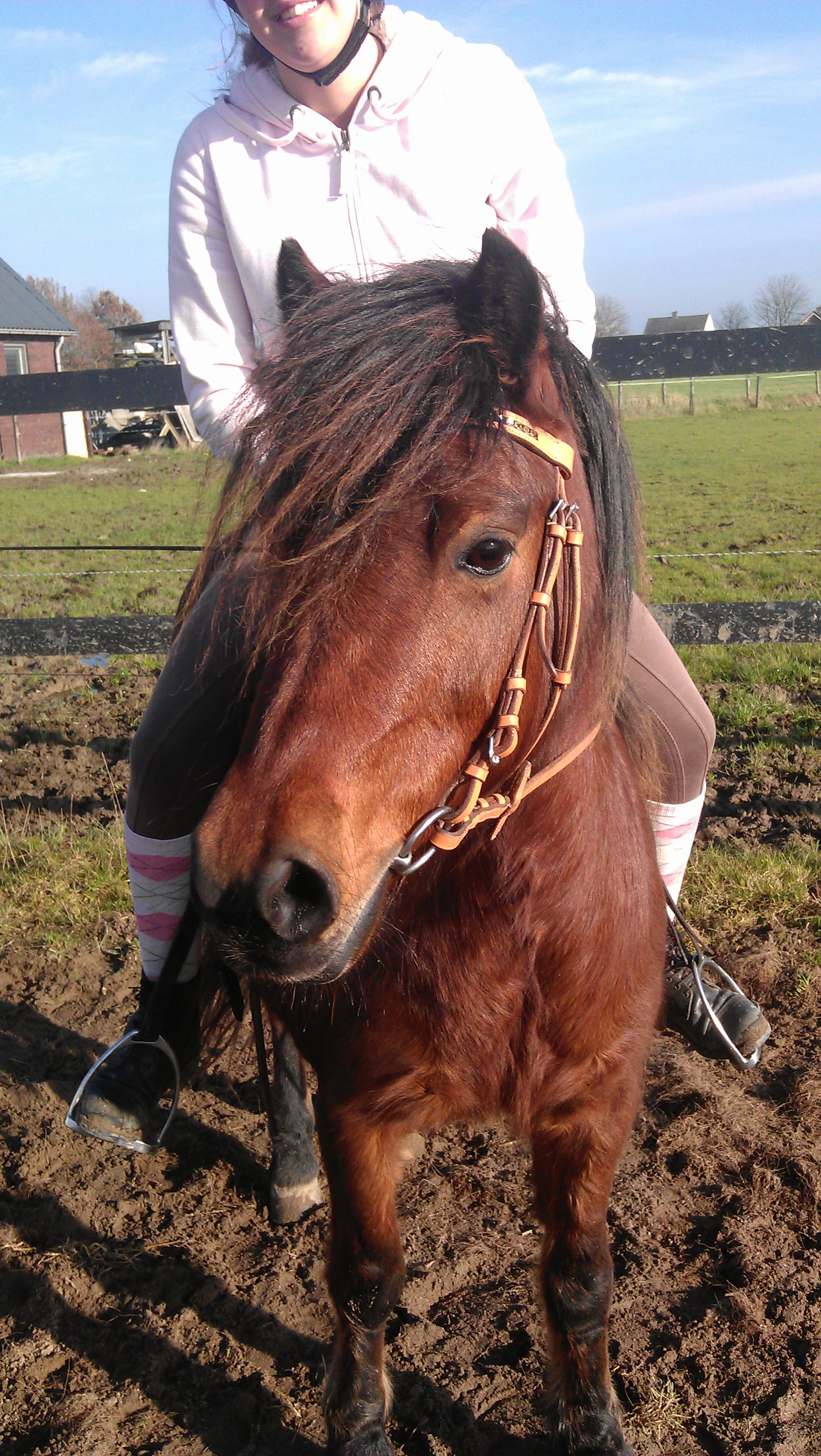 Lieve pony te KOOP! | Bokt.nl