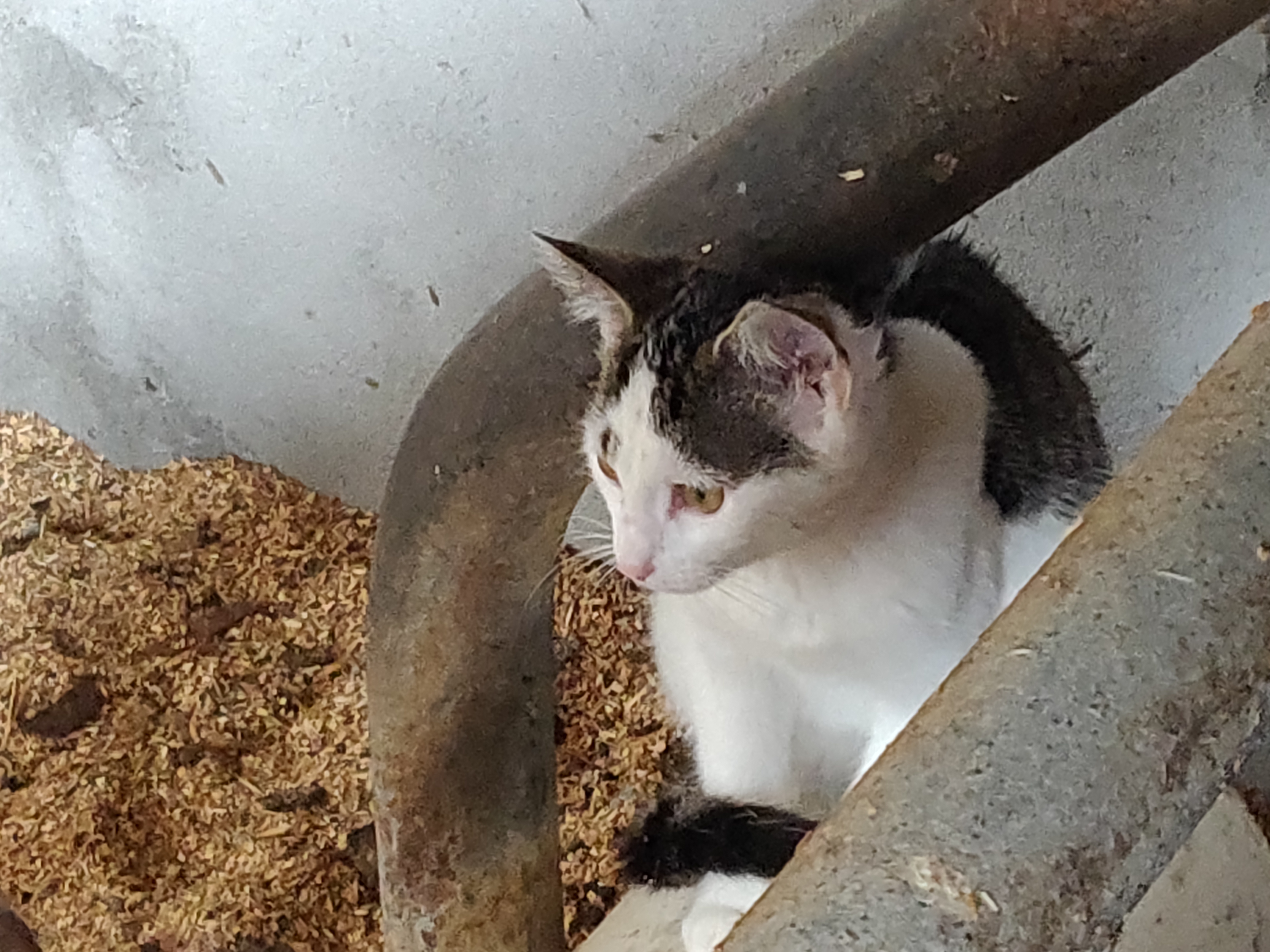 Leuke boerderij kittens Bokt.nl