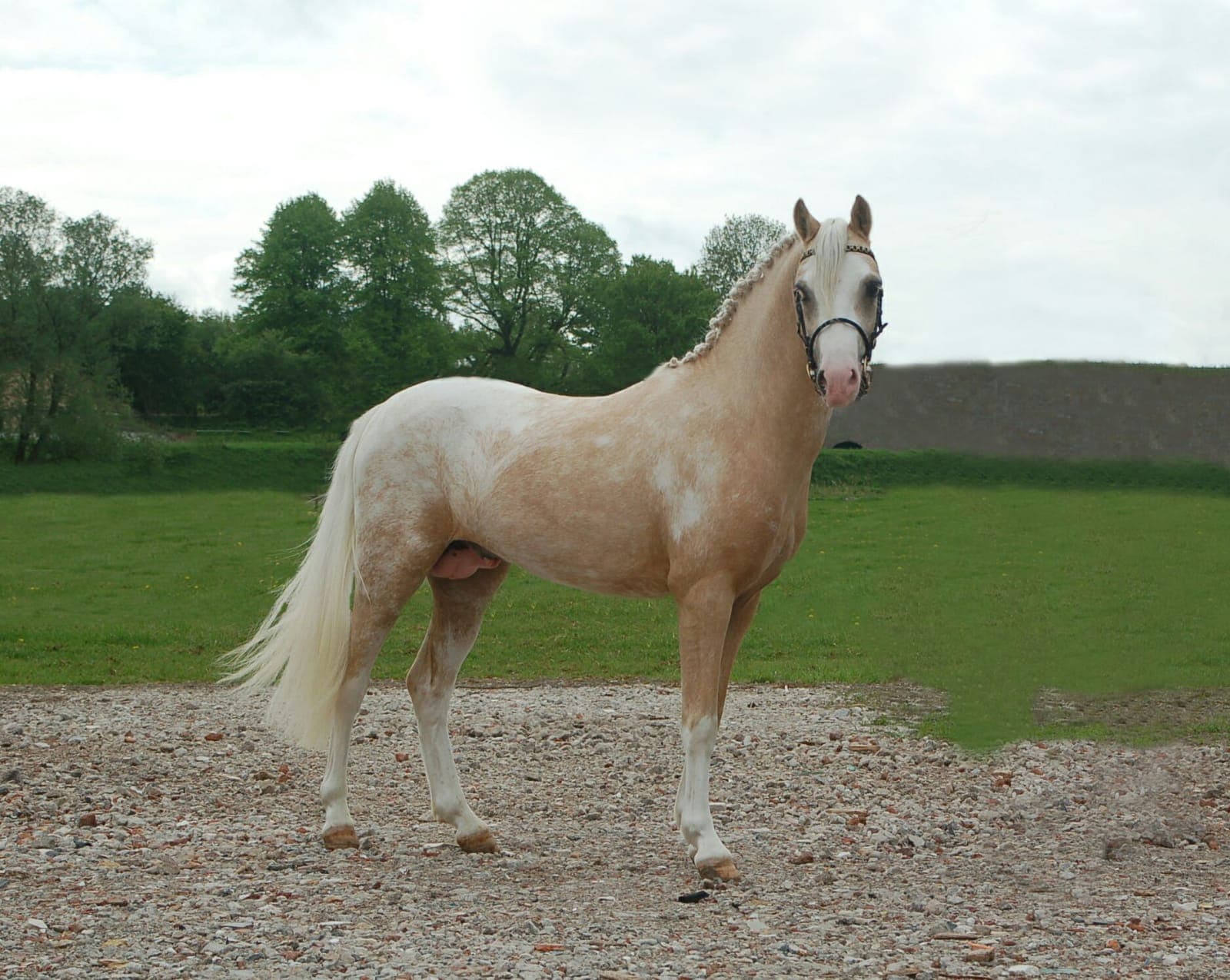 Palomino appaloosa pony hengst, kampioen WPCV (87,5% welsh) | Bokt.nl