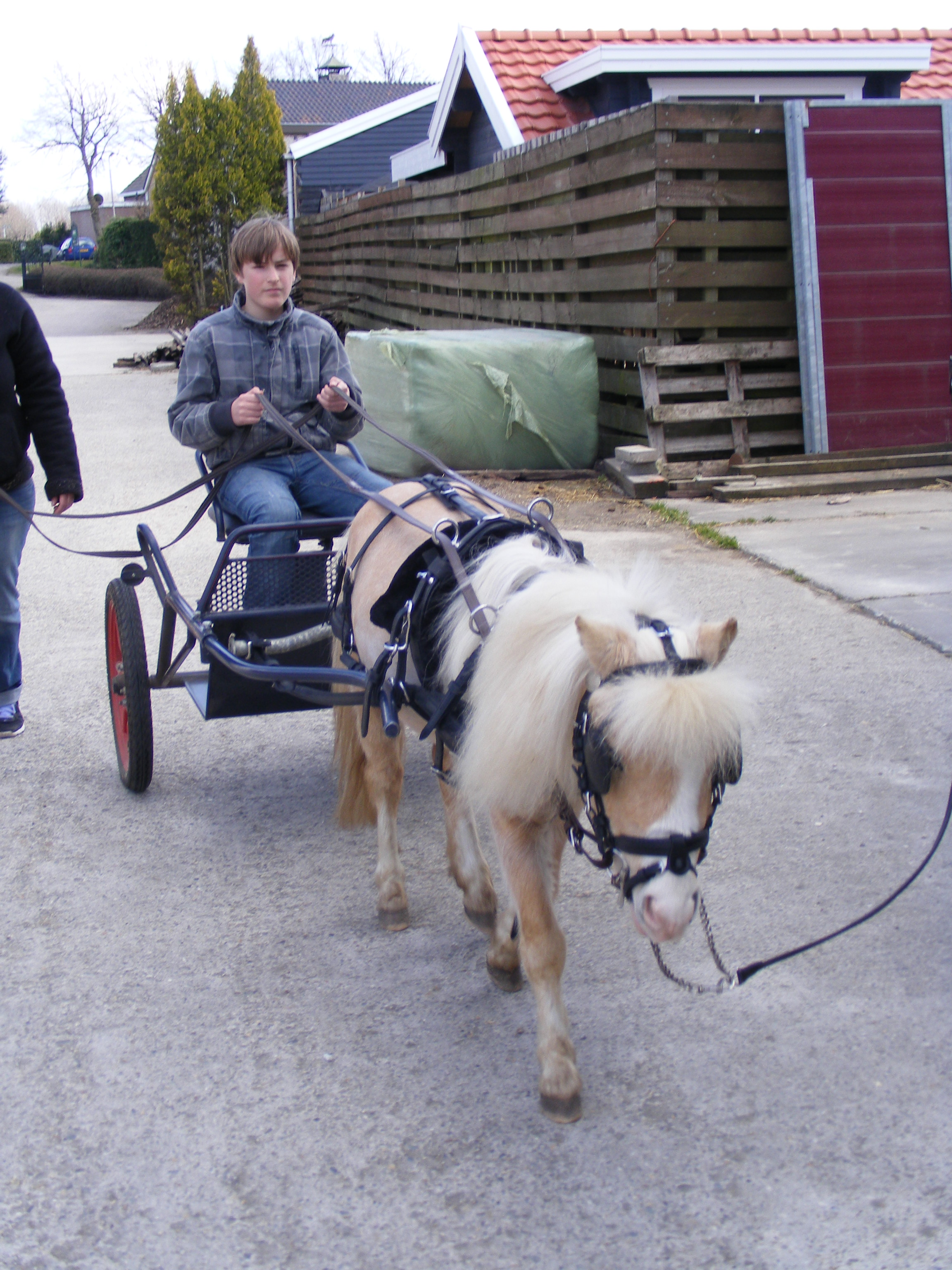 kwaliteits sulky voor de mini shet,shetlander, of mini paard | Bokt.nl