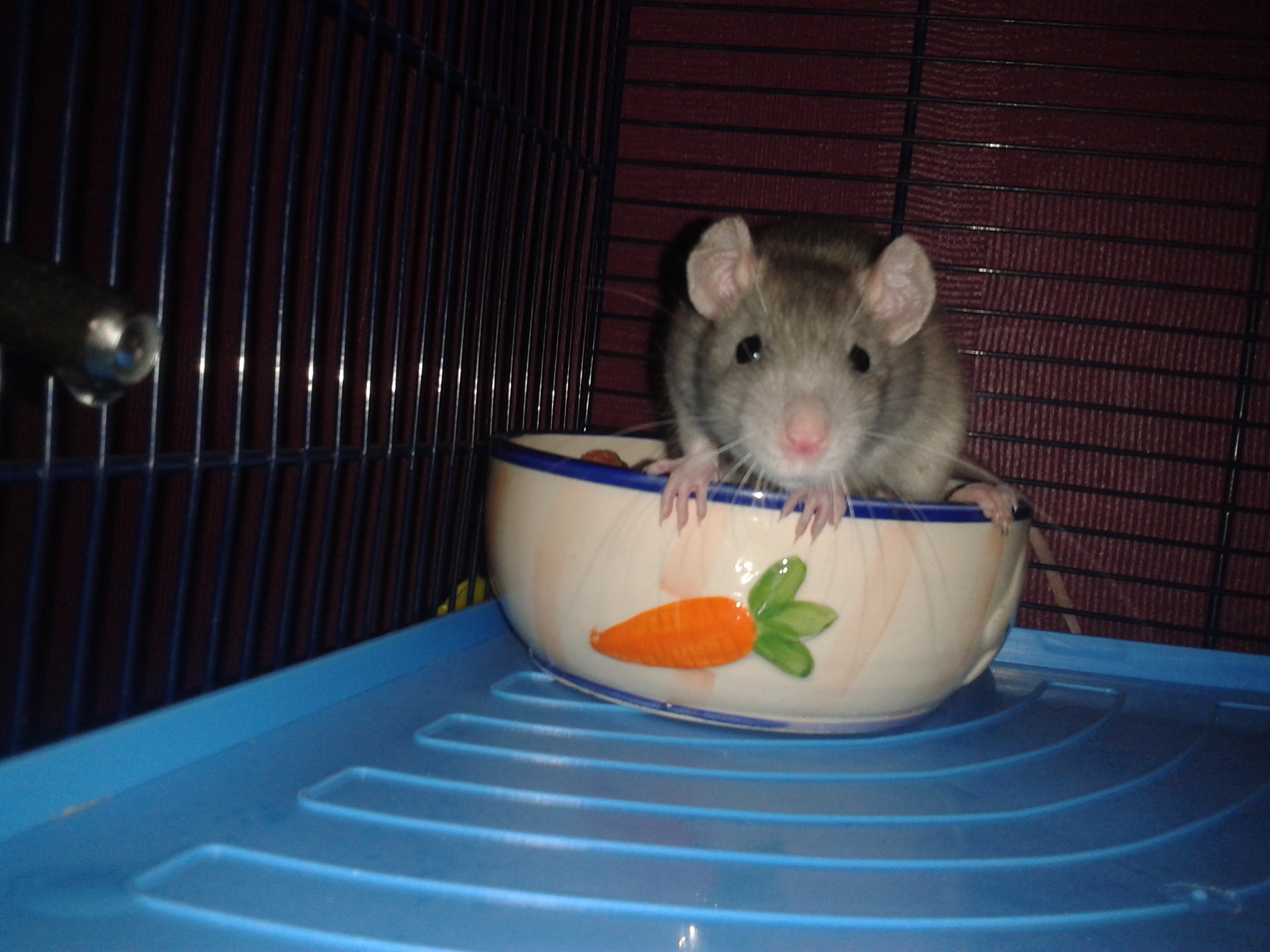 twee mannelijke ratten + kooi | Bokt.nl