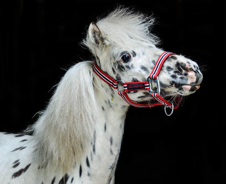 Metafoor kiem ergens 2 mooie pony s te koop | Bokt.nl