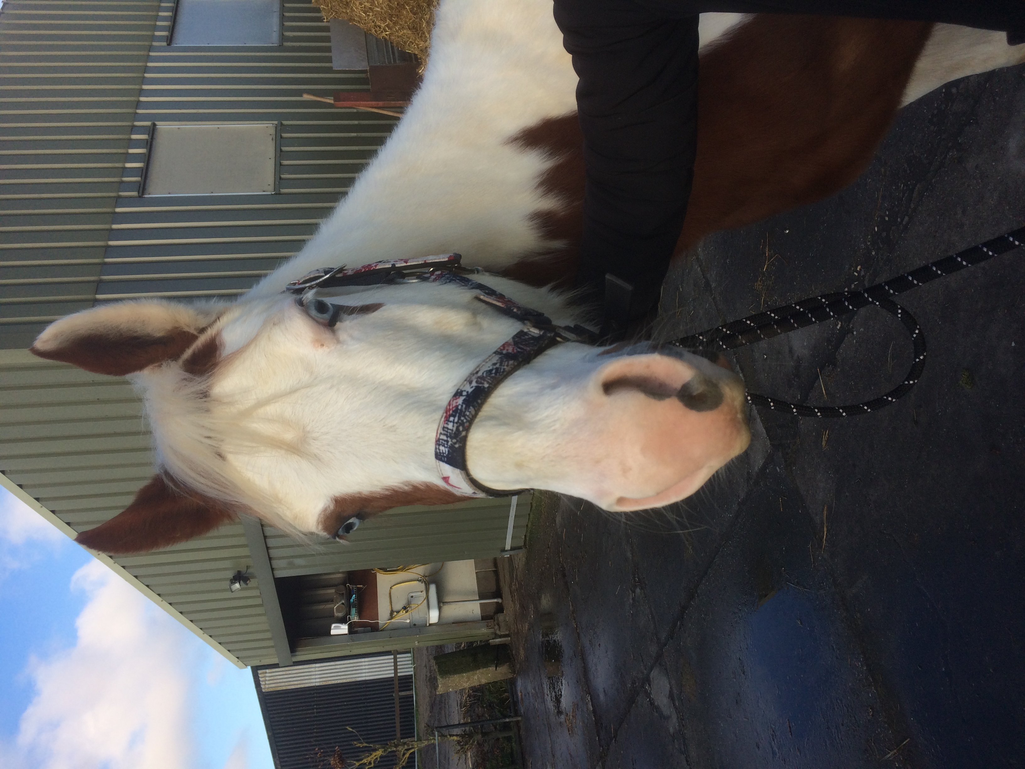 Paint horse merrie te koop Bokt.nl