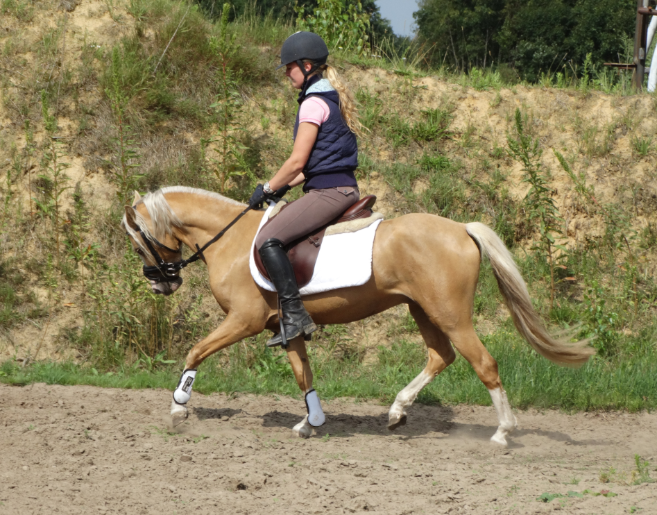 Prachtige Palomino B Pony | Bokt.nl