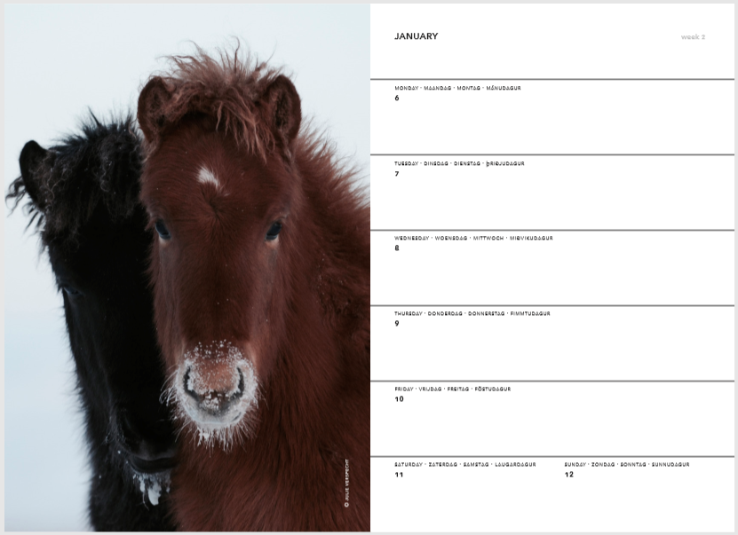 Icelandic horses agenda Bokt.nl