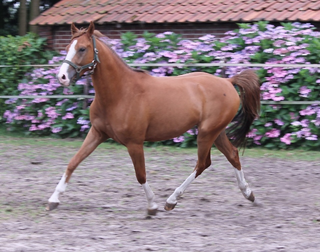 Te koop: onbeleerde pony | Bokt.nl