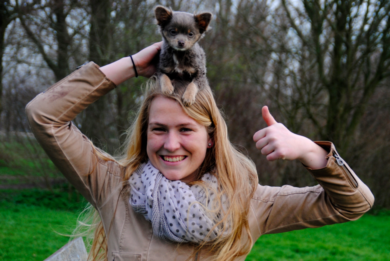 Gezocht; fotograaf voor lavendel Chihuahua pup van 10 weken! Bokt.nl