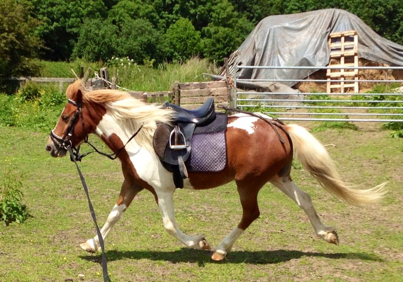 Geest Positief pomp 15 inch pony zadel te koop | Bokt.nl