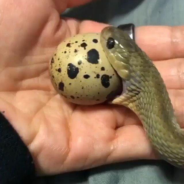 thumbnail: Slangentang - Roestvrijstalen Telescopische Slangenhaak Verlengbaar 16,5-68 Cm | Voor Het Vangen Van Slangen & Reptielen