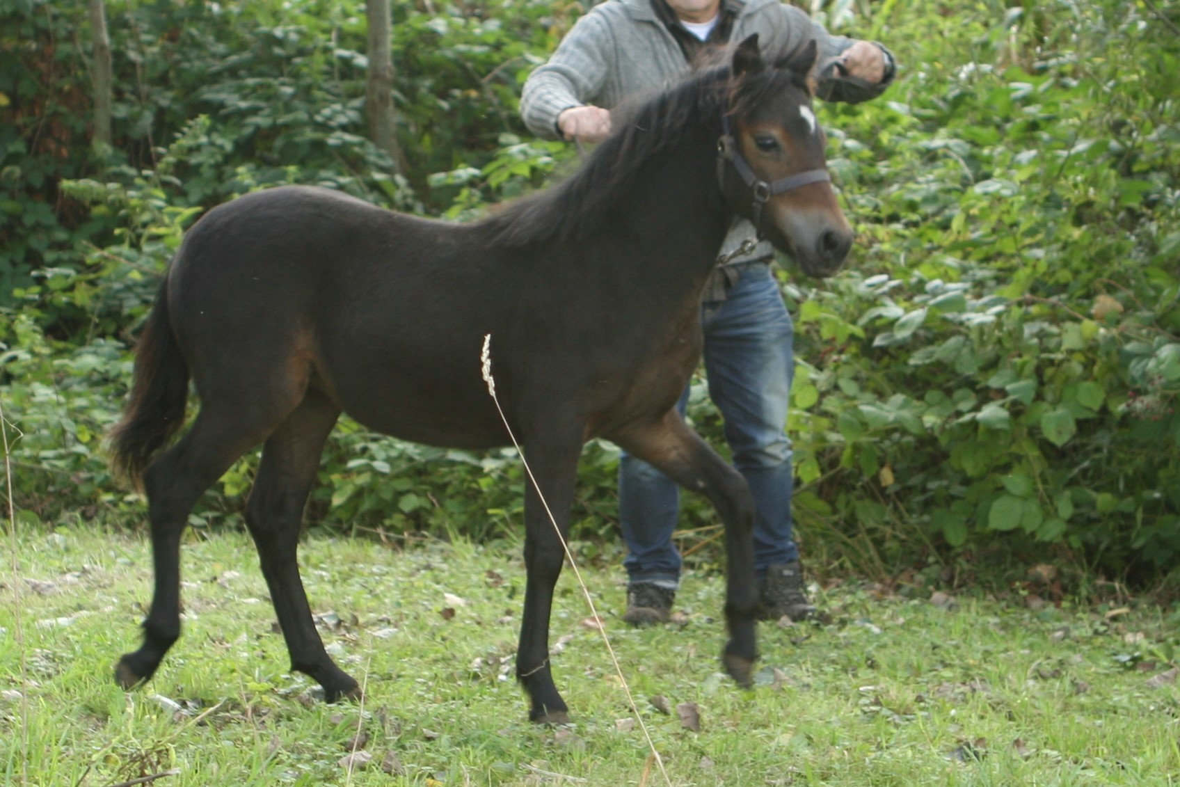 Dartmoor merrie veulen Te koop. Bokt.nl