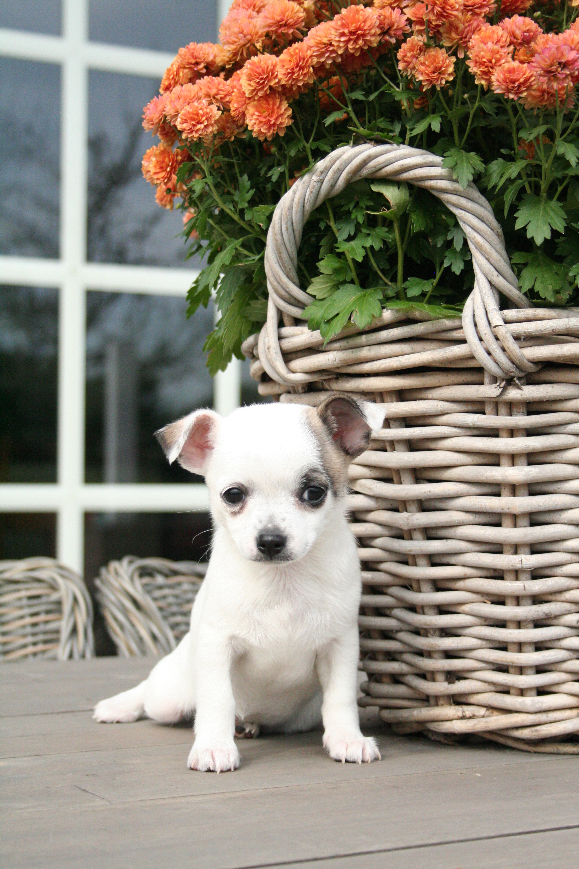 prachtige Chihuahua pups te koop Bokt.nl