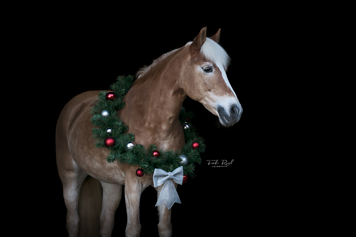 1 december Almere Kerst fotoshoot voor jou en je paard Bokt.nl