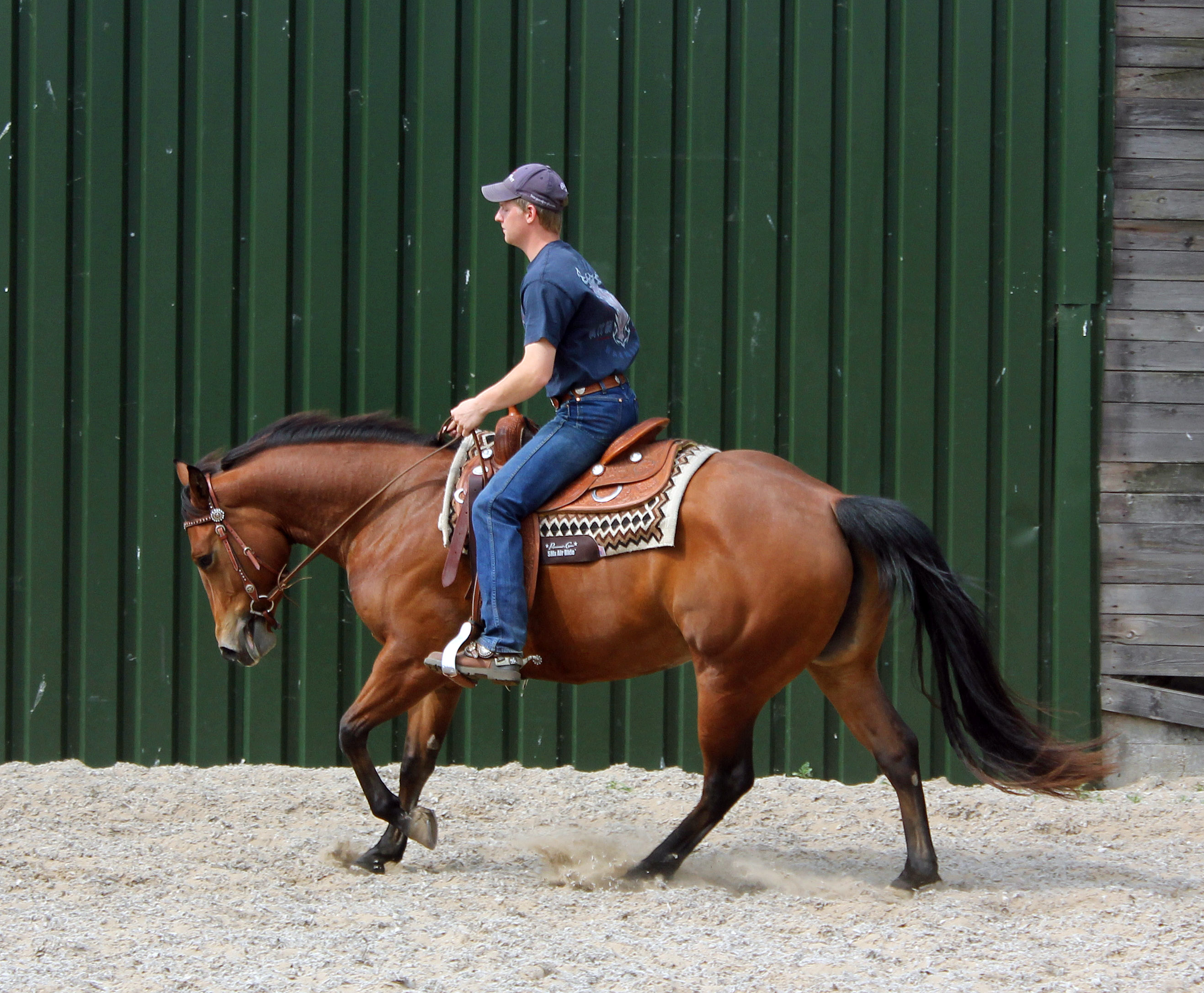 Te Koop 3 jarige Quarter Horse Merrie Bokt.nl