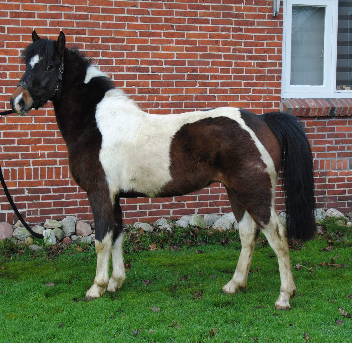 nogmaals Miljard Atletisch 3 jarige bonte c pony ruin | Bokt.nl