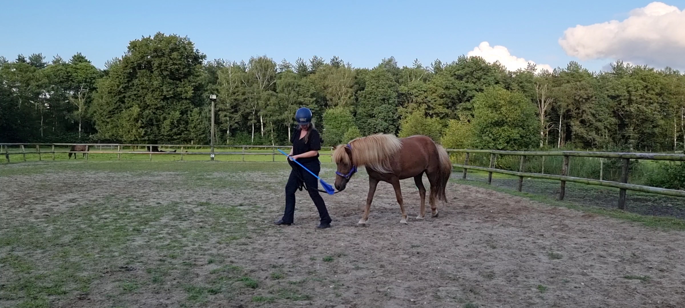 Gratis Training Bij Gedragsproblemen/ Jonge Paarden | Bokt.nl