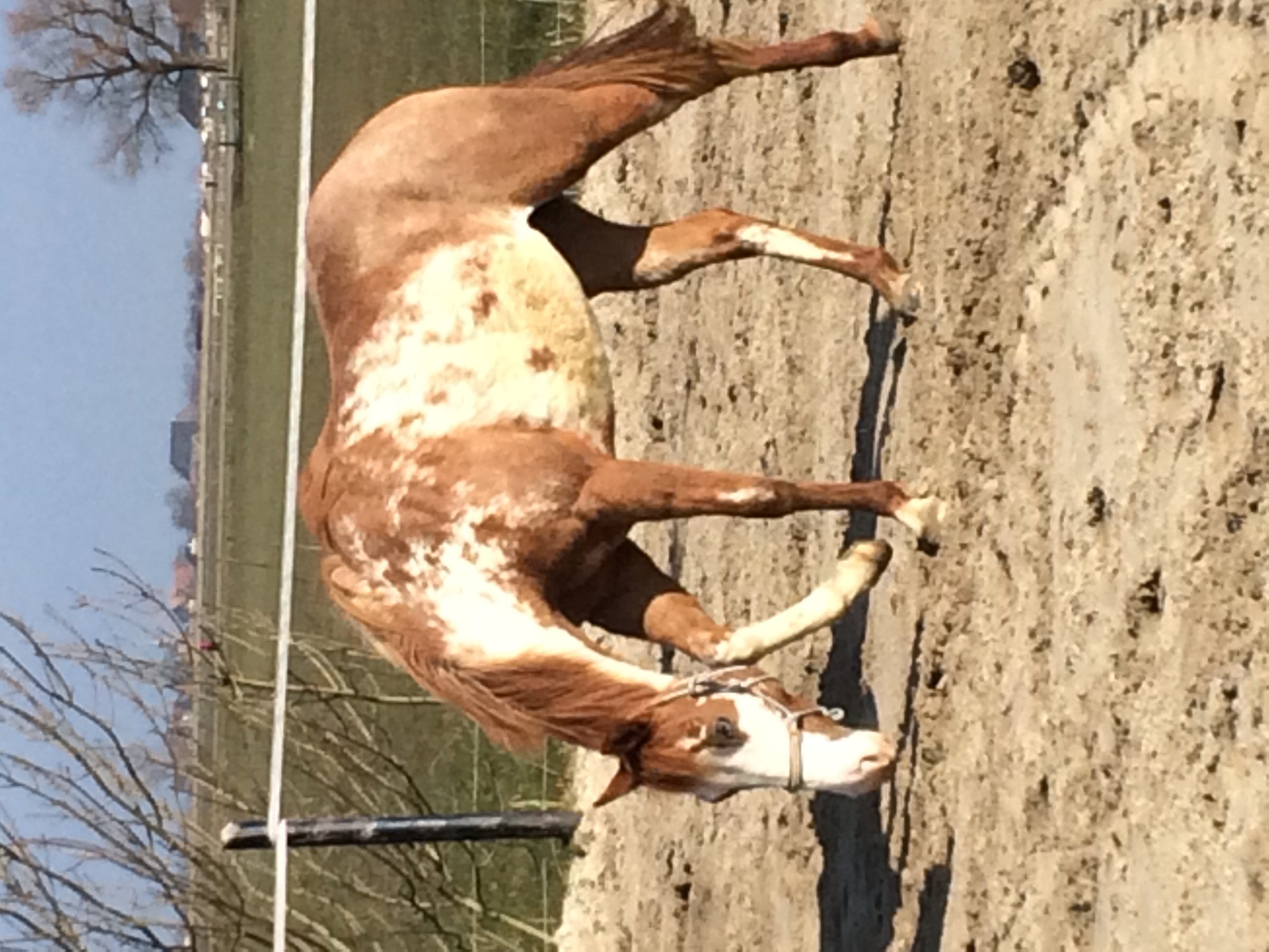 2 Paint Horses te koop | Bokt.nl