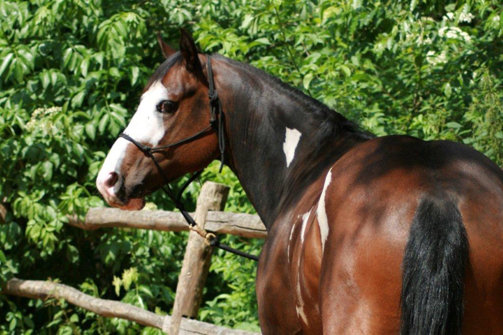 American Paint Horse Bay Overo Bokt.nl