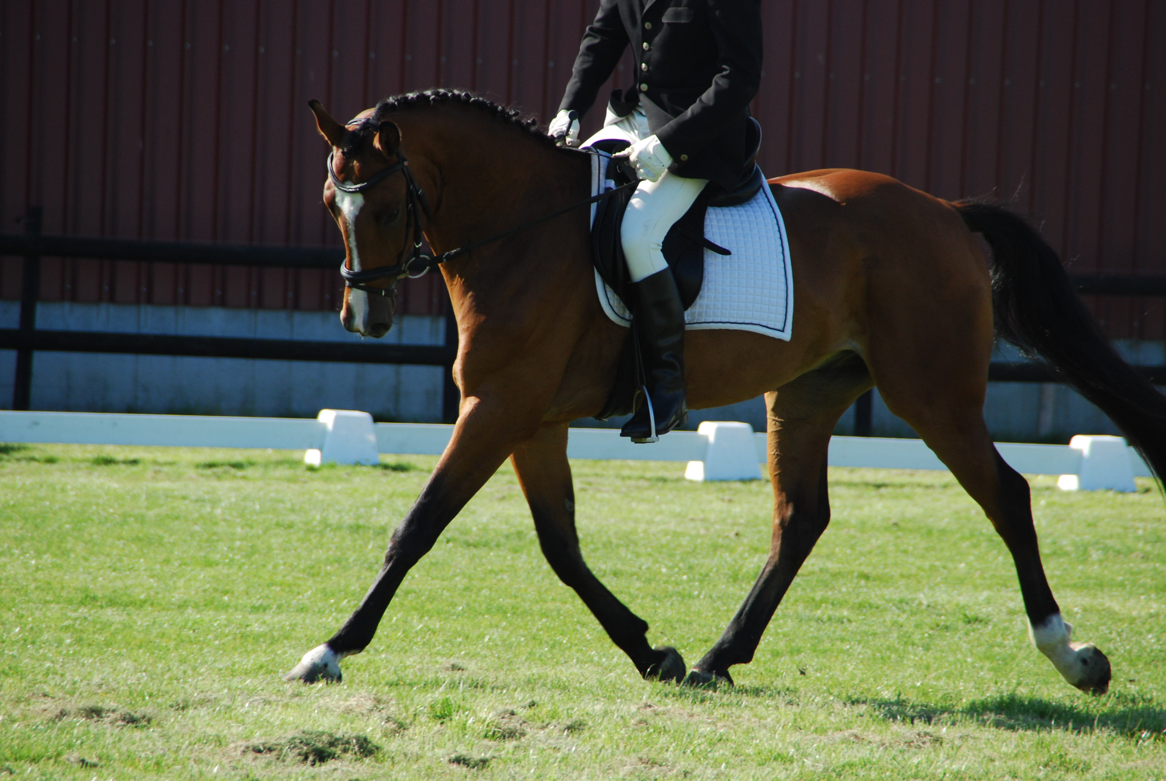 Mooi en goed spring/dressuur paard ( met filmpje) | Bokt.nl