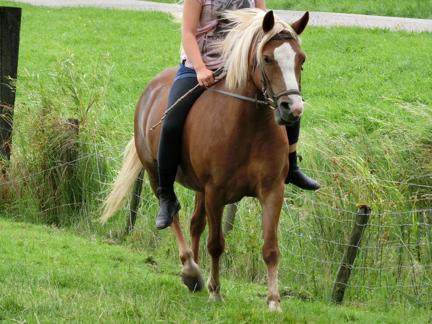 Mooi B Pony | Bokt.nl