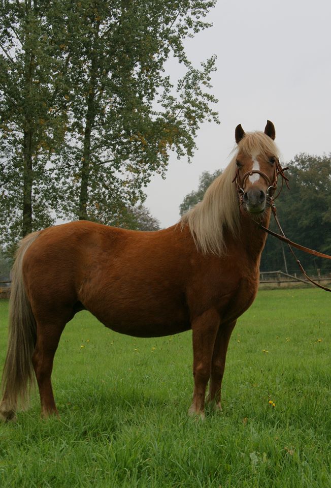 Welsh B Pony Merrie 9 Jaar Zweetvos | Bokt.nl