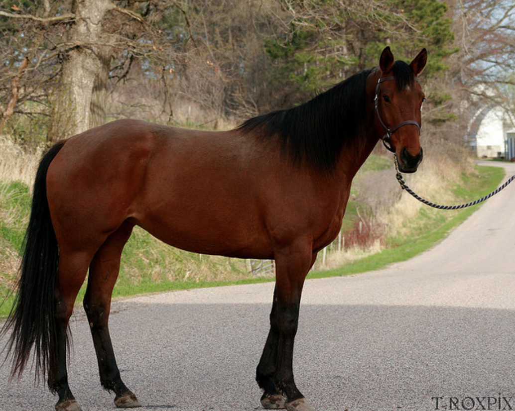 Порода 3. Техасские лошади. Лошадь американский седл. Texas Gem лошадь. Tex Quarter Horse.