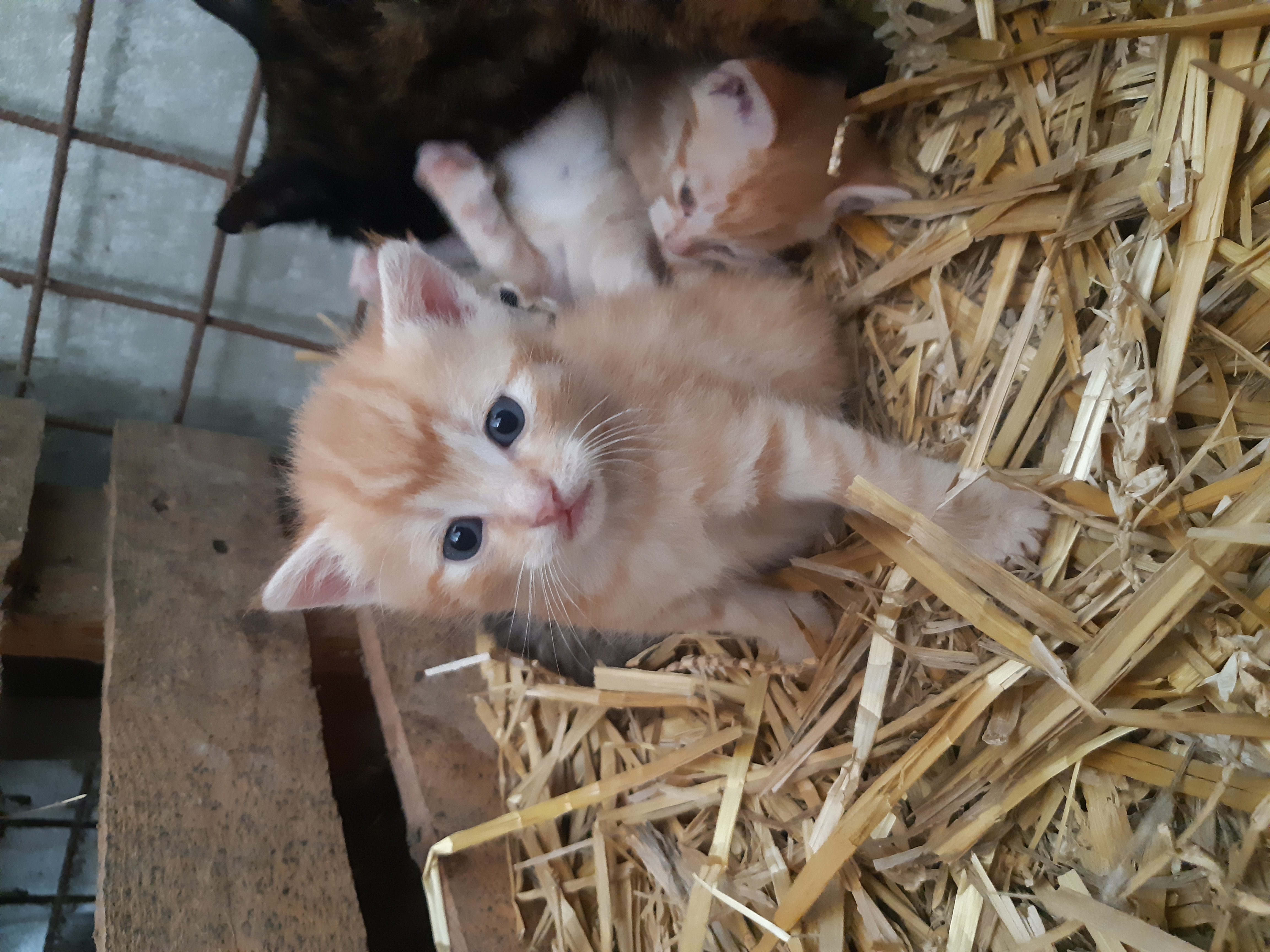 risico fout oppervlakkig Rode kittens te koop | Bokt.nl