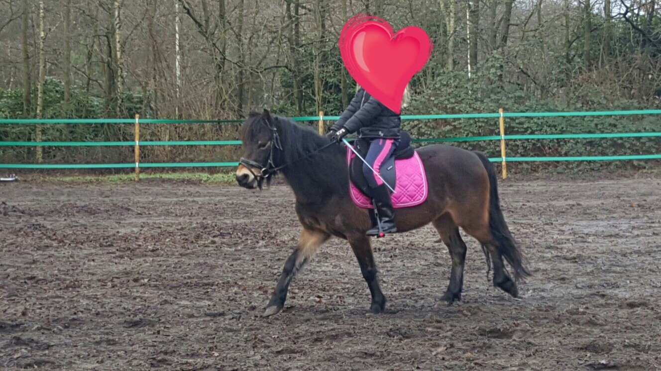 Lieve actieve dartmoor pony Bokt.nl