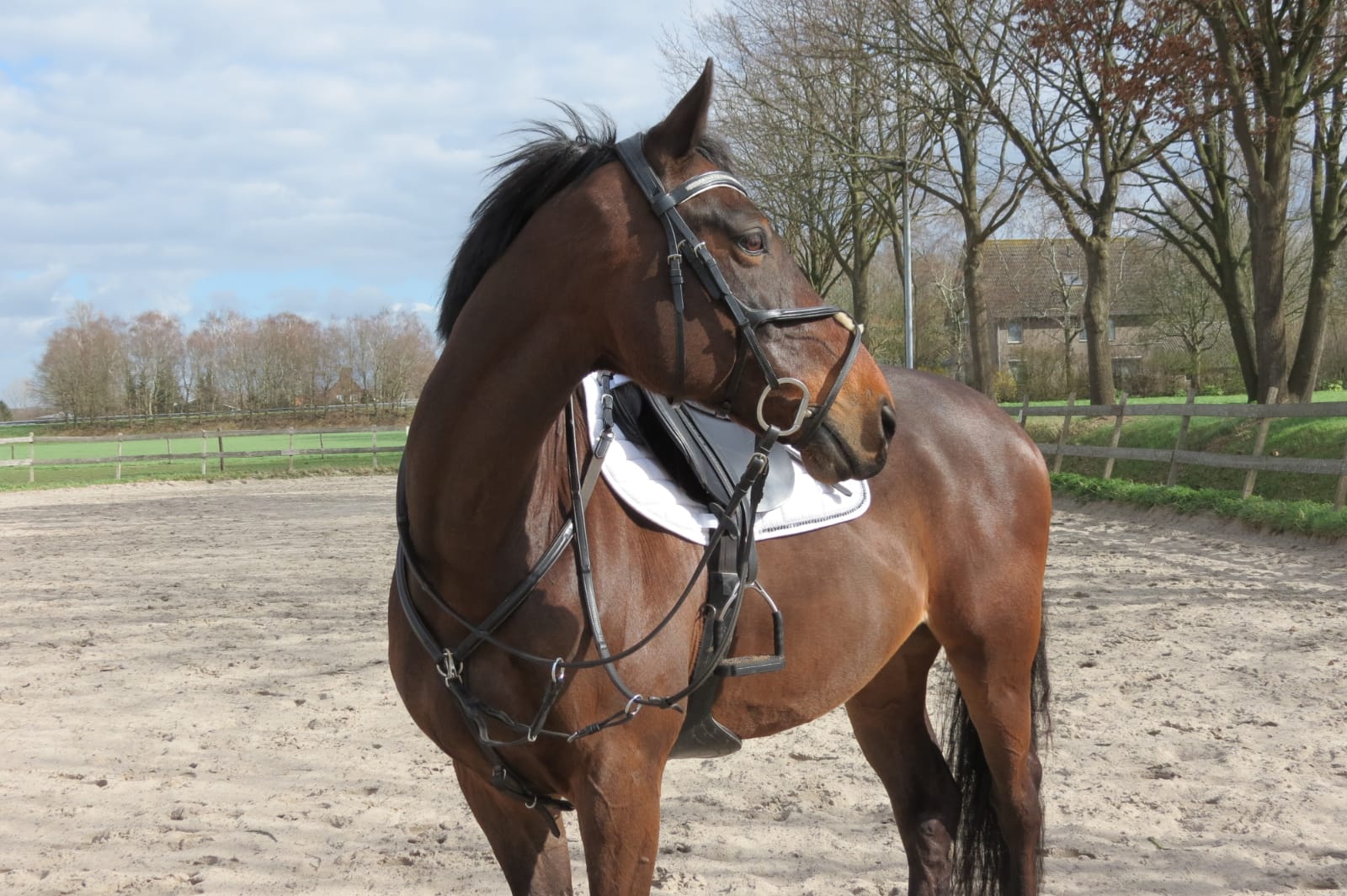 Omgeving Pittig Vergelden Springpony voor de ambitieuze ruiter te koop (e pony) | Bokt.nl