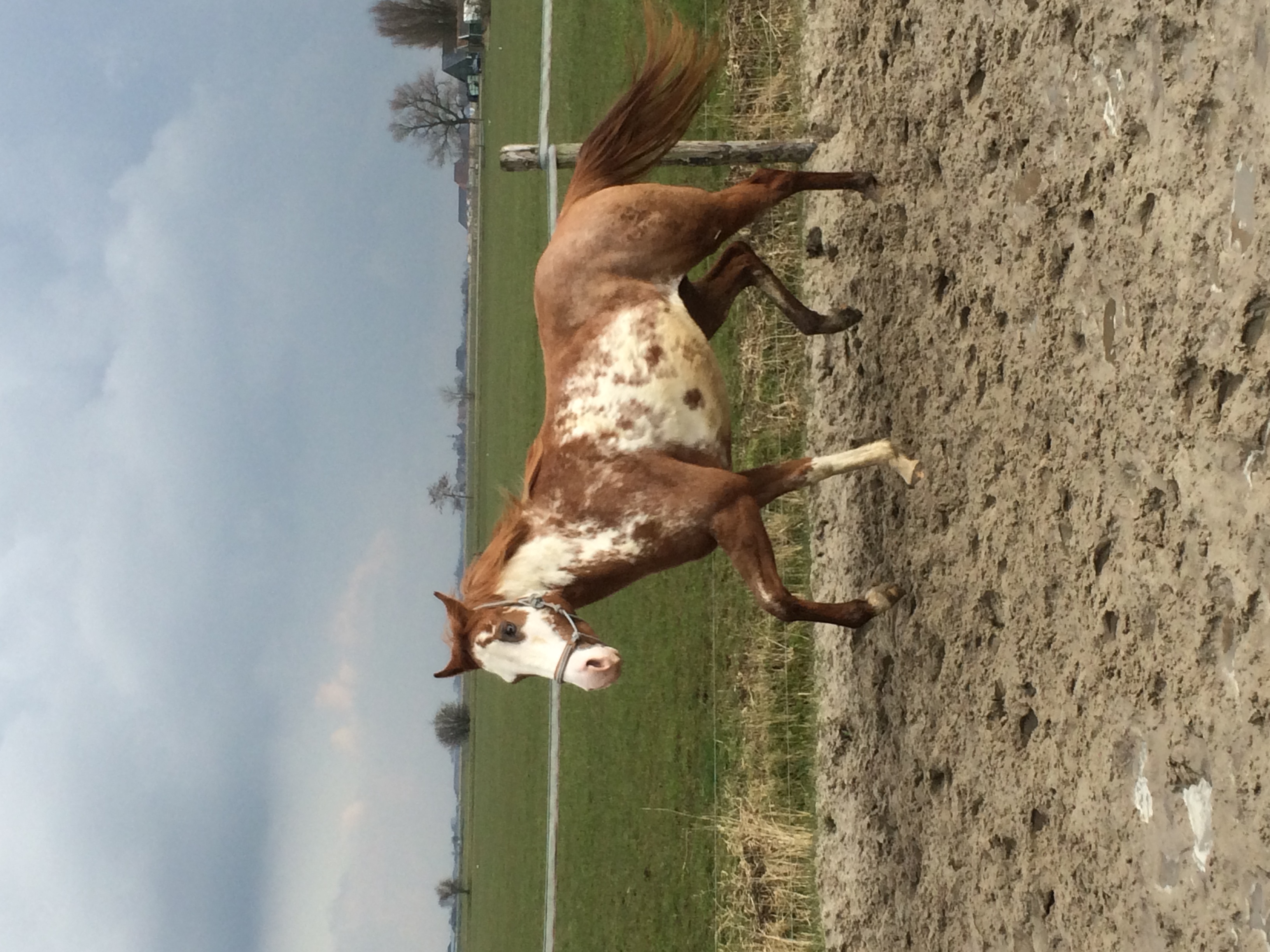 2 Paint Horses te koop Bokt.nl