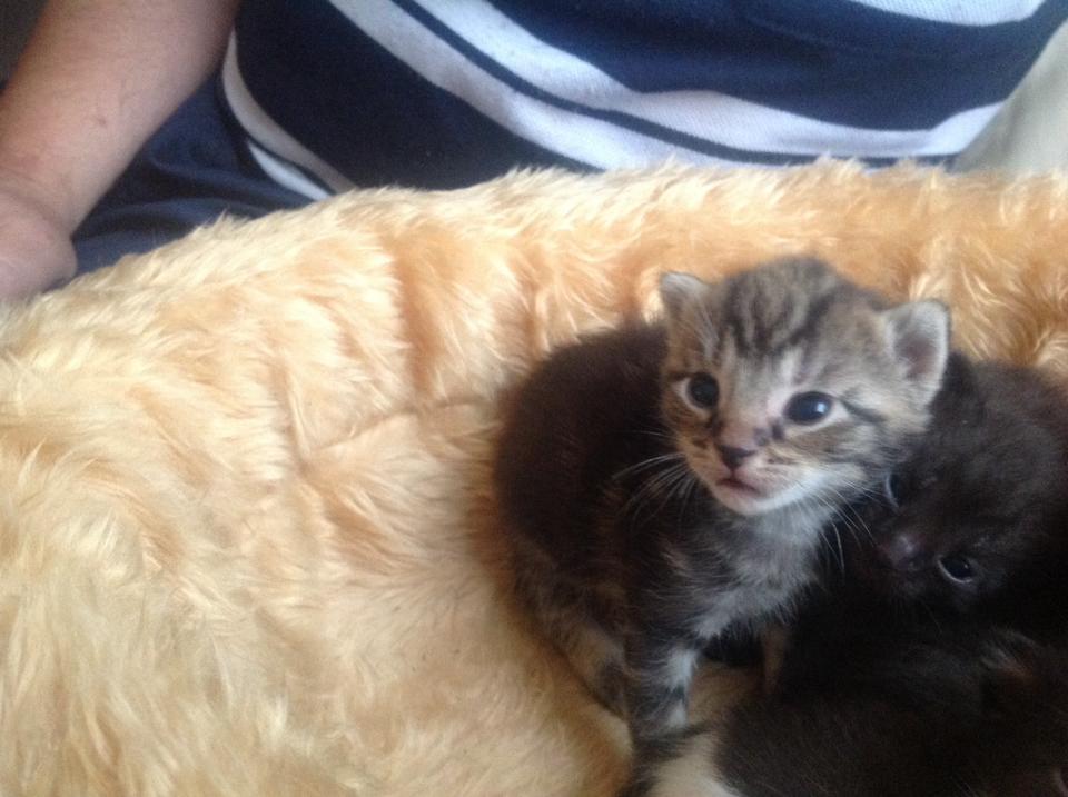 3 kittens te koop | Bokt.nl