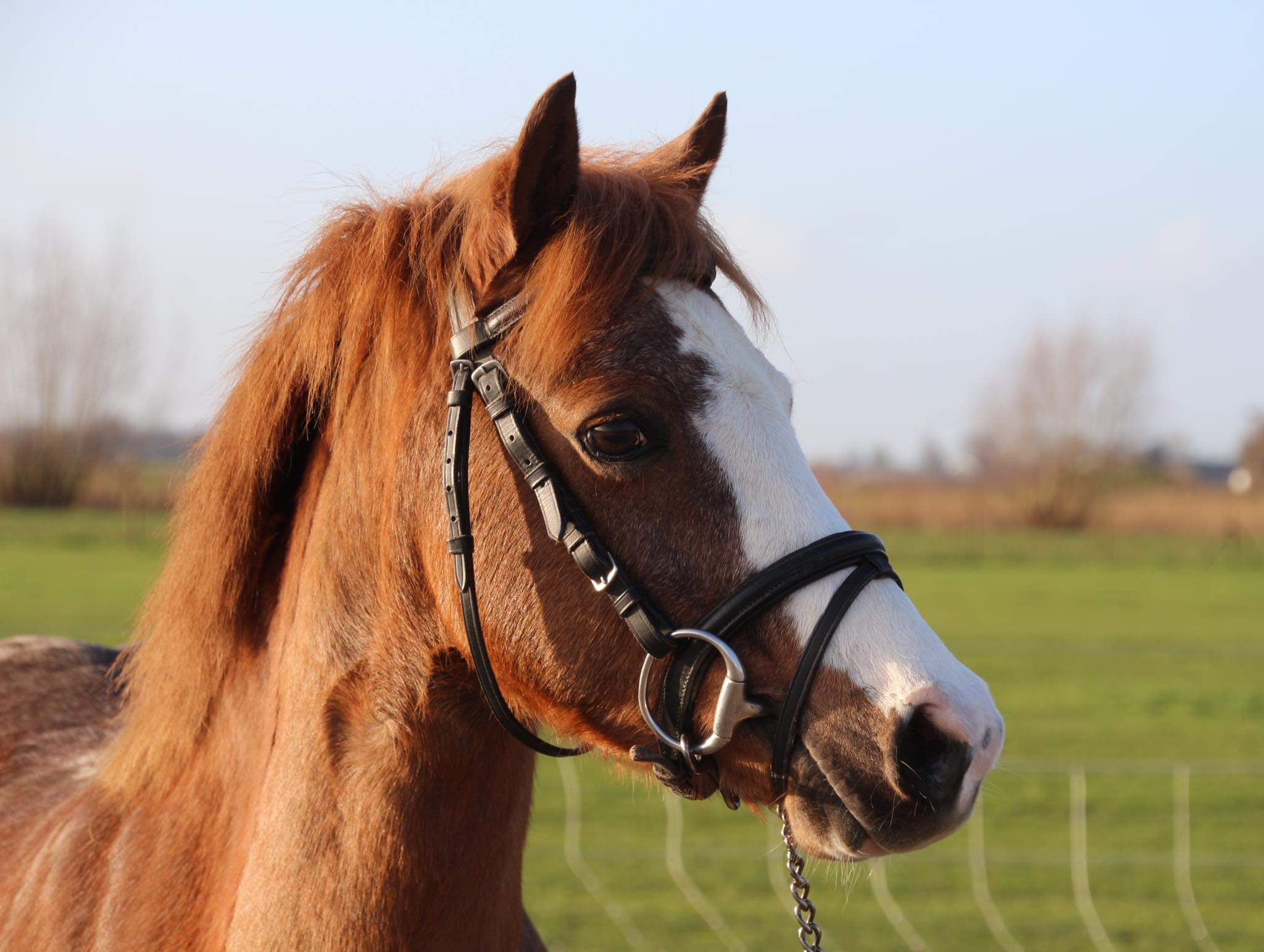 Te Koop Mooie Welsh Pony | Bokt.nl