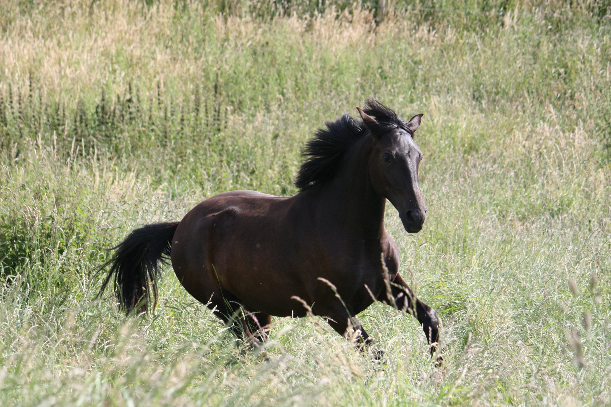 Homozygoot Zwarte Lusitano Dekhengst Boktnl 