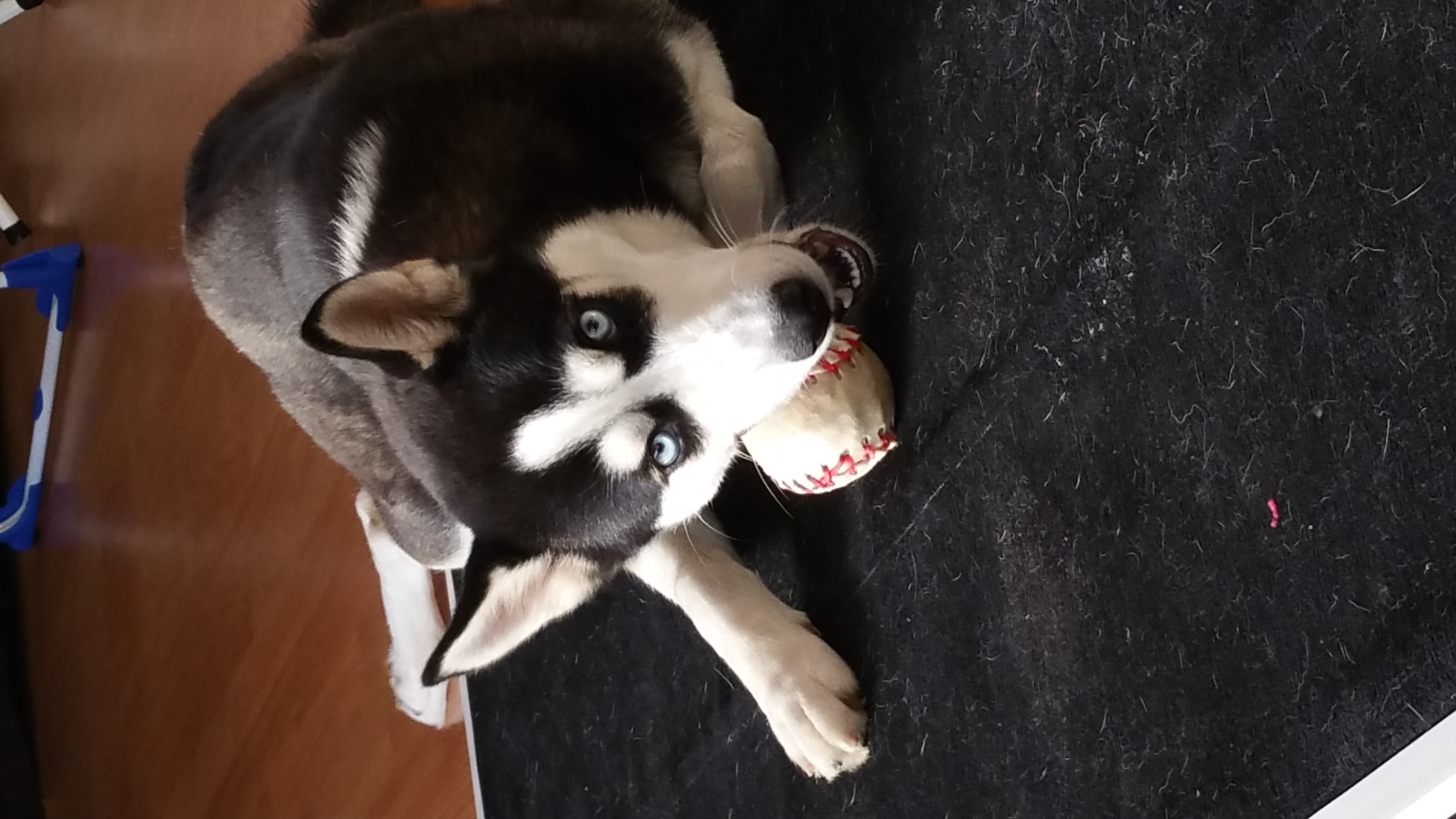 Mooie Siberische husky te koop Bokt.nl