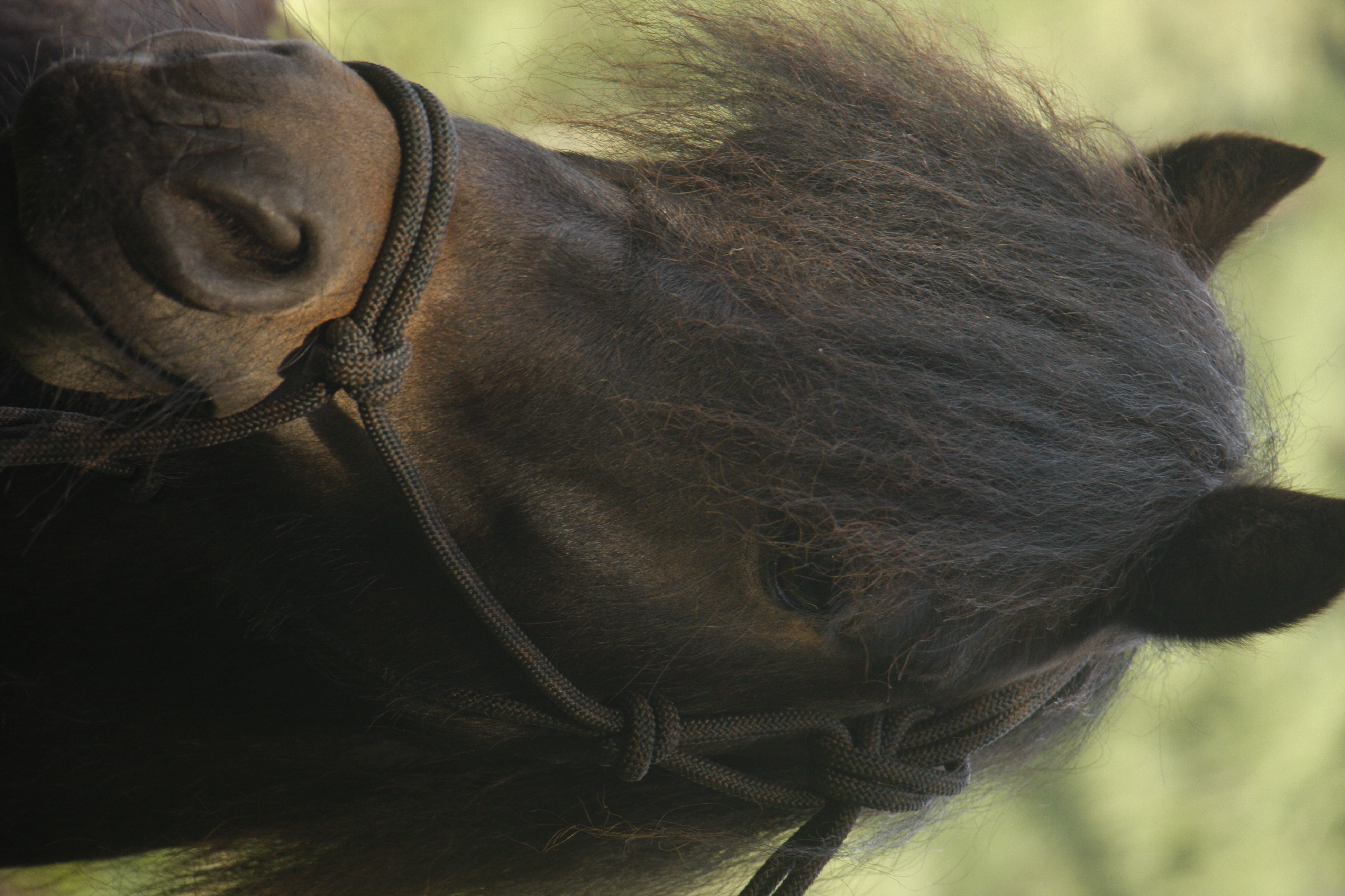 Super mooie en lieve Dartmoor pony (incl. toebehoren) Bokt.nl