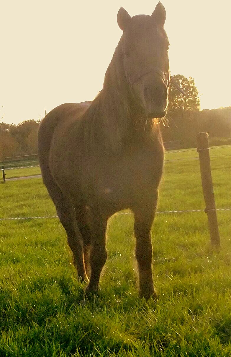 bruine/vos Dartmoor merrie B pony Bokt.nl