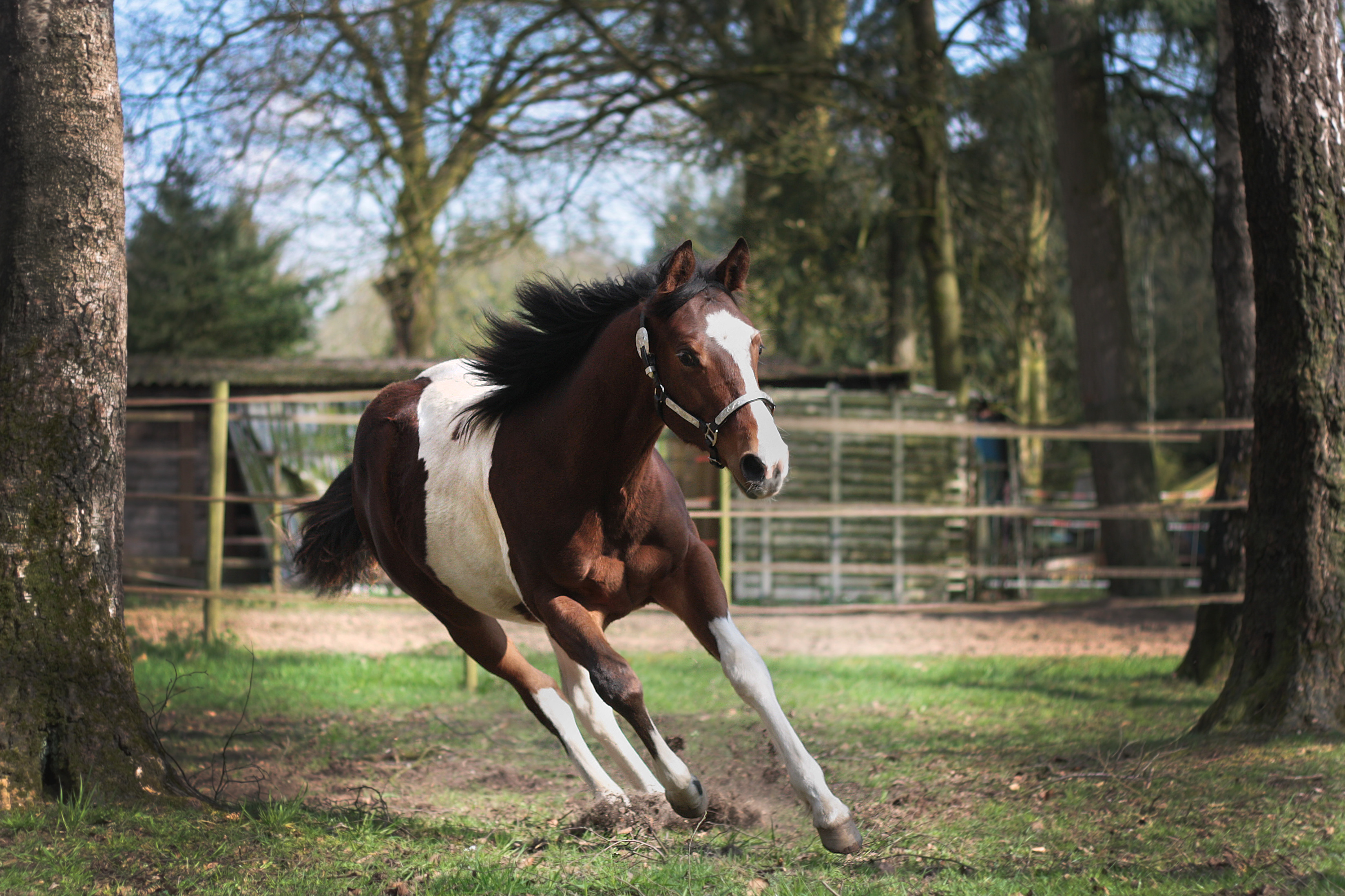 American Paint Horse Jaarling Bokt.nl