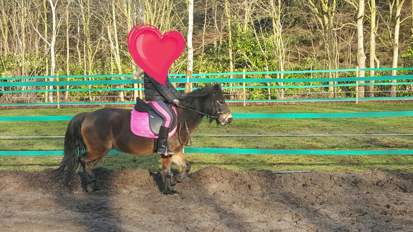 Lieve actieve dartmoor pony Bokt.nl