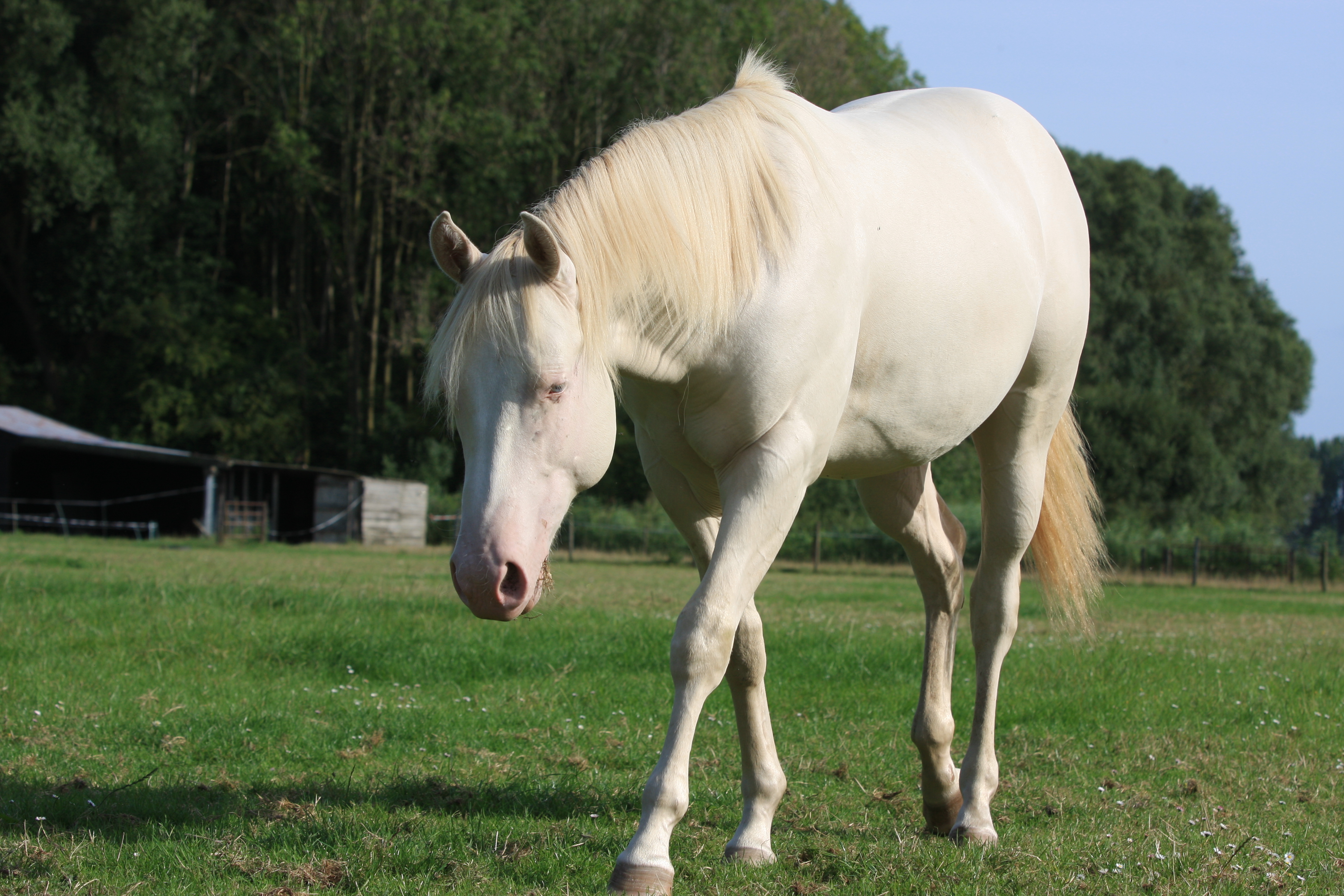 Smokey Cream Dun Quarter Horse jaarling hengst | Bokt.nl