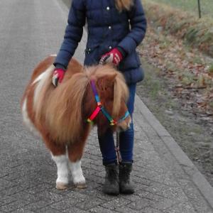 tafereel Obsessie Zich voorstellen Taille Brein weerstand bieden mini pony kopen louter droefheid gokken