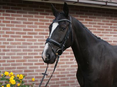 Prachtige Gribaldi zoon! | Bokt.nl