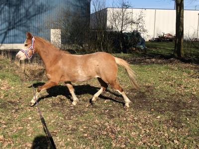 Welsh B Pony | Bokt.nl