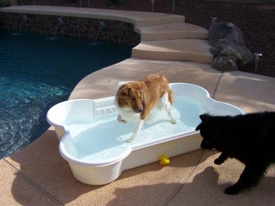 Dollar Geef energie onbekend Zwembad voor je hond !? | Bokt.nl