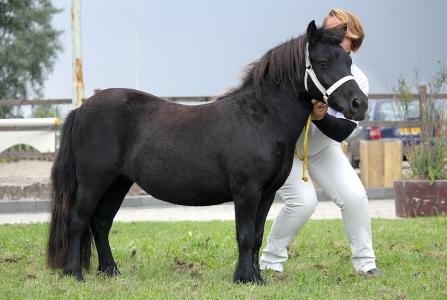 Intact schuld Afwijking Te koop lieve zwarte Shetland pony merrie | Bokt.nl