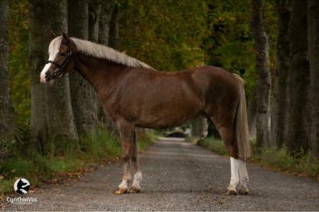 Grote B Pony. | Bokt.nl