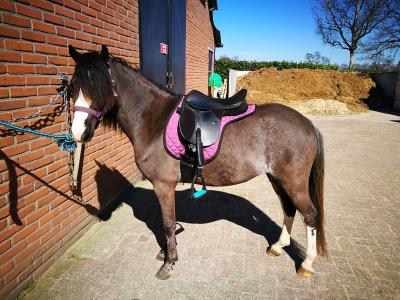 sarcoom Groene achtergrond Flikkeren Thorowgood 15 inch pony zadel | Bokt.nl