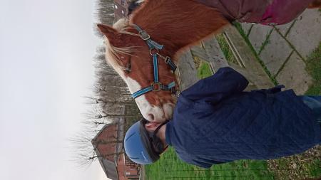 draadloze Tapijt Kietelen Brave C pony te koop | Bokt.nl